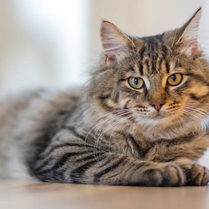 Chronic Enteropathy in Cats: A Quick Guide