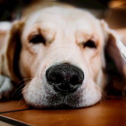 Image for Should Dogs Have Dry Or Wet Noses?