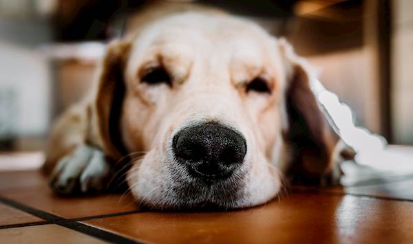 Should Dogs Have Dry Or Wet Noses?