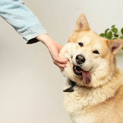 Can Inadvertent Poisoning Cause Death In Pets?