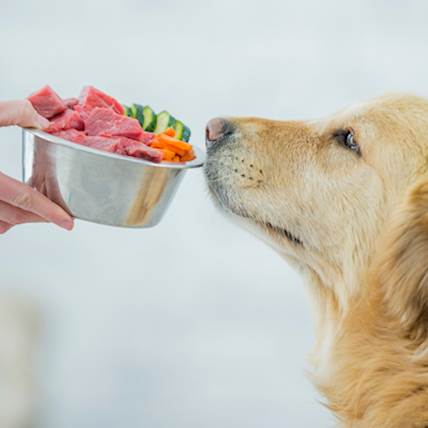Best Foods for Dogs