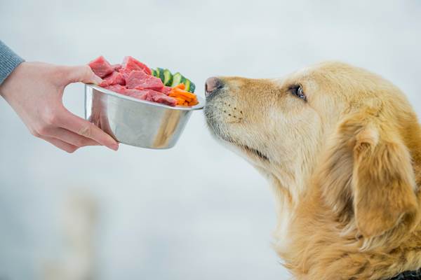 Best Foods for Dogs