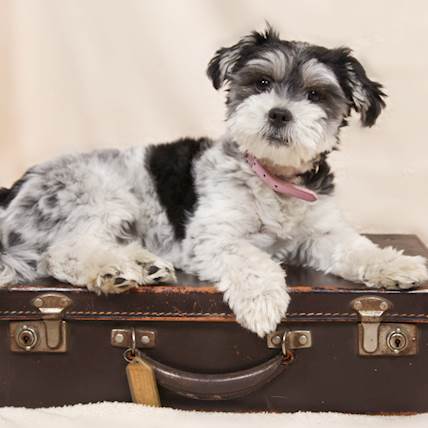 Ulcerative Keratitis in Dogs: A Detailed Guide