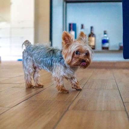 Epiphora in Dogs: Causes, Symptoms, and Treatment