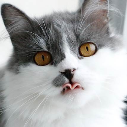 Heart Valve Defects in Cats: Symptoms, Diagnosis, and Treatment | PetCareRx