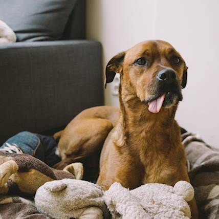 Yeast Infection in Dogs: A Closer Look