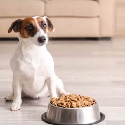 The Importance of Consulting Your Veterinarian Before Choosing a Purina Prescription Diet for Your Pet
