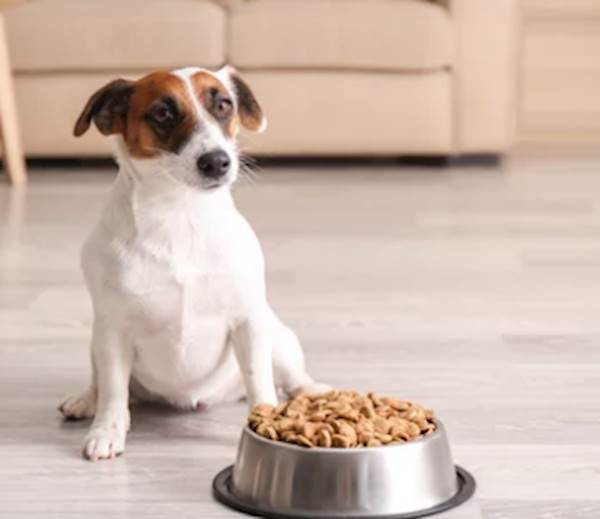 The Importance of Consulting Your Veterinarian Before Choosing a Purina Prescription Diet for Your Pet