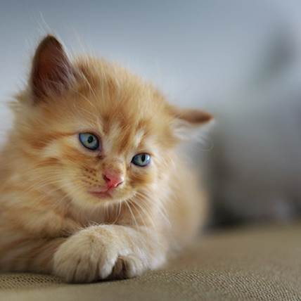 Thiamine (Vitamin B12) Deficiency In Cats: A Closer Look | PetCareRx