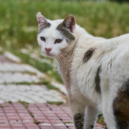 Image for Mastitis in Cats: Causes, Symptoms, and Treatment