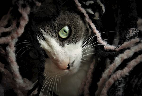 What to Do If a Lizard Bites Your Cat?