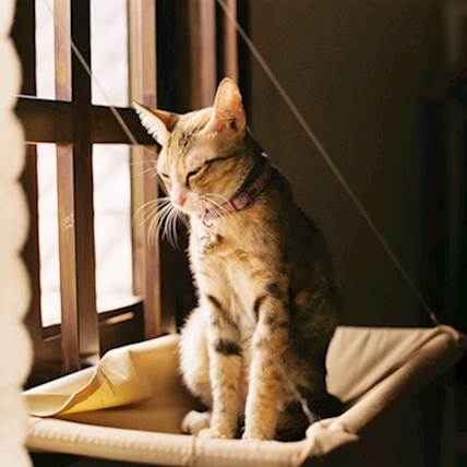 Image for Postpartum Care for Cats: What You Need to Know