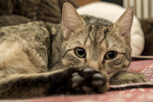 Pneumocystosis in Cats: Causes, Symptoms, and Treatment