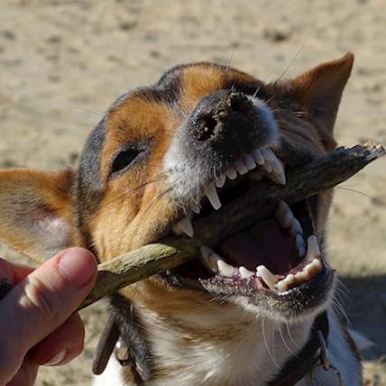 Jawbone Enlargement in Dogs: Causes, Diagnosis, and Treatment