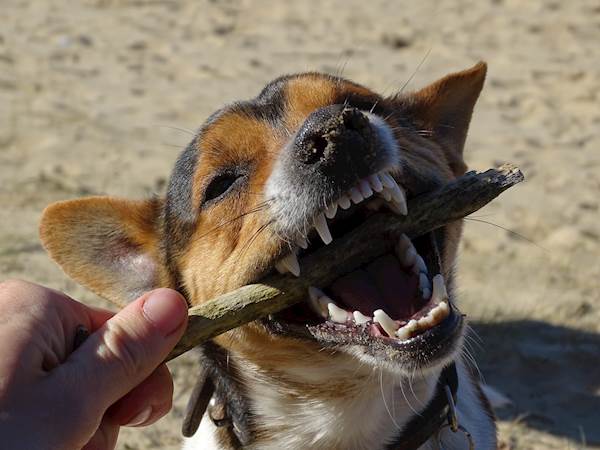 Jawbone Enlargement in Dogs: Causes, Diagnosis, and Treatment