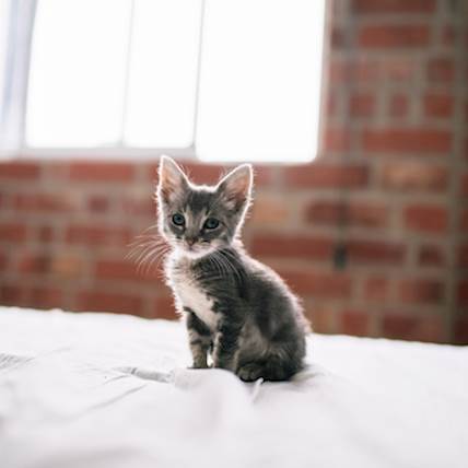 Chronic Diarrhea in Cats: Causes, Symptoms, and Treatment