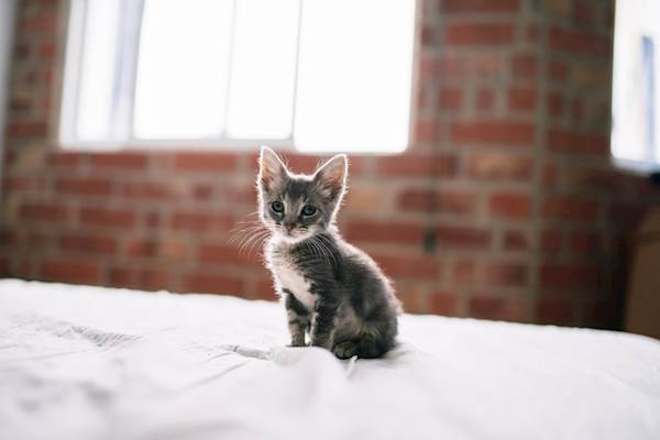 Chronic Diarrhea in Cats: Causes, Symptoms, and Treatment