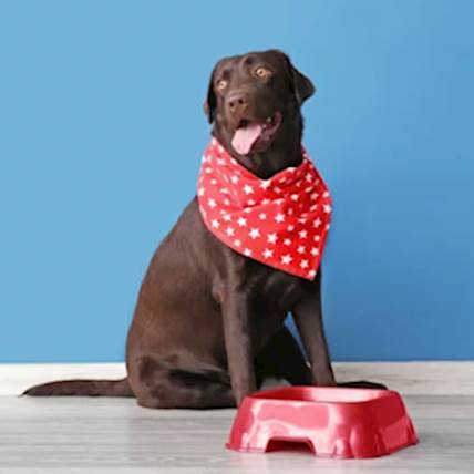 Purina Sensitive Pet Food