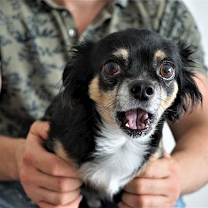 Image for Ehlers-Danlos Syndrome (Cutaneous Asthenia) in Dogs