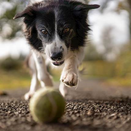 Glycogen Storage Disease in Dogs 