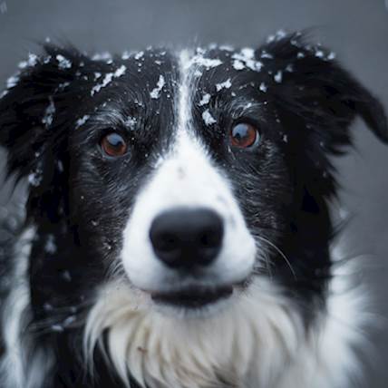 Image for Gastric Dilatation Volvulus In Dogs