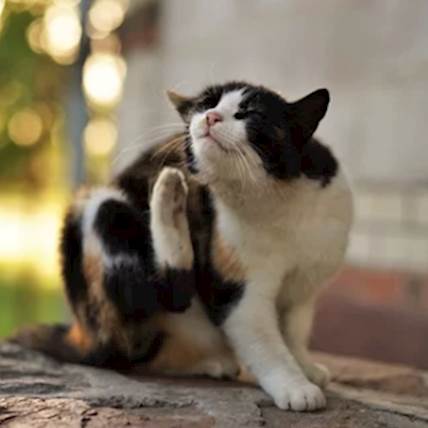 Can Cat's Have Benadryl? 