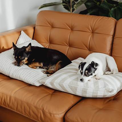 Image for Aspiration Pneumonia in Dogs: Causes, Symptoms, and Treatment