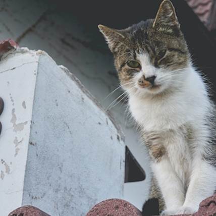 Metabolic Enzyme Deficiency in Cats: Causes, Symptoms, and Treatment