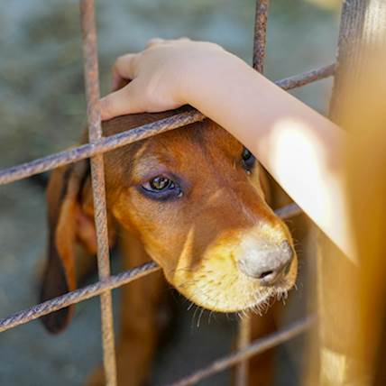 Cutaneous Vasculitis in Dogs: A Detailed Guide