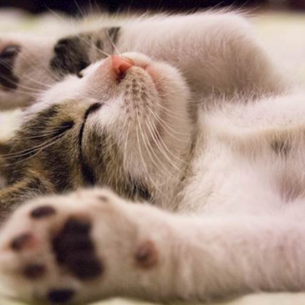 Acute Kidney Injury (Acute Kidney Failure) in Cats