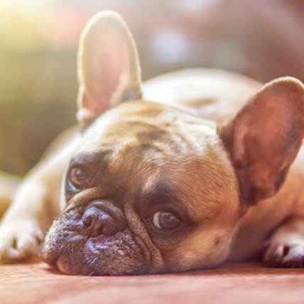 Ventricular Standstill in Dogs: A Detailed Guide