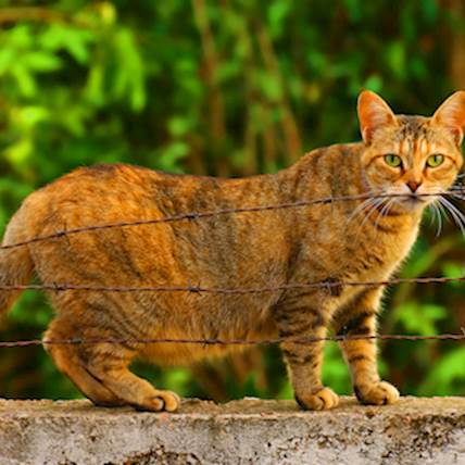 Miscarriage in Cats: A Detailed Guide