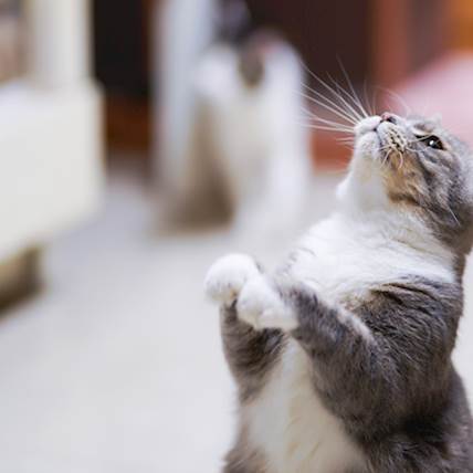 Image for How Common Is Pulmonary Hypertension in Cats?