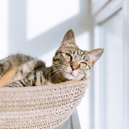 How to Care for your Senior Cat 