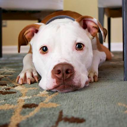 Breaking the Cycle: How to Deter Your Dog from Eating Its Own Poop