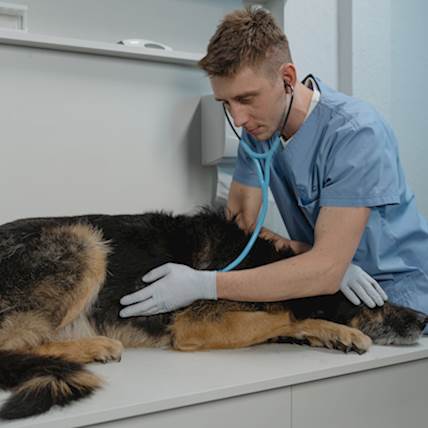 Avian Influenza In Dogs