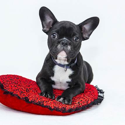 How to Click Instagram-Worthy Shots of Your Puppy And Build a Successful Page