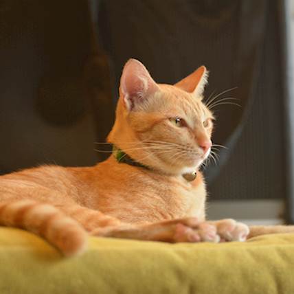 Fibrotic Hardening of the Lungs in Cats