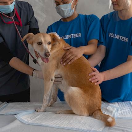 Image for Caring for Your Paralyzed Pets