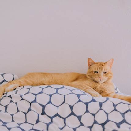 Image for Feline Kidney Transplantation: How Viable Is It?