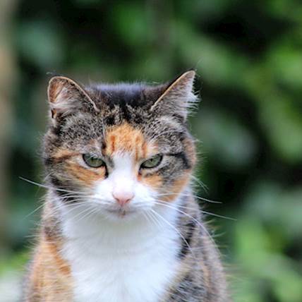 Leptospirosis in Cats: A Closer Look