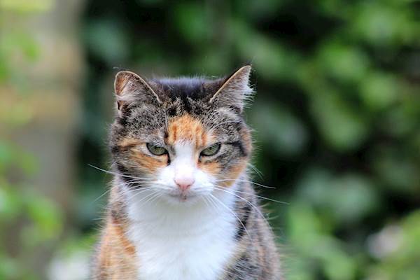 Leptospirosis in Cats: A Closer Look