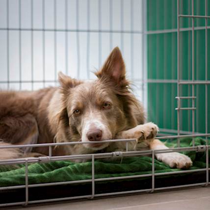 4 Tips to Overcome the Challenges of Crate Training a Rescue Dog 