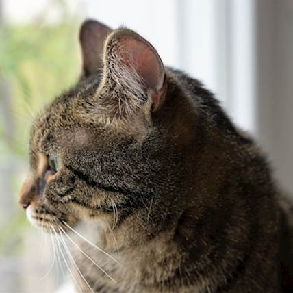 Non-Inflammatory Muscle Disease in Cats