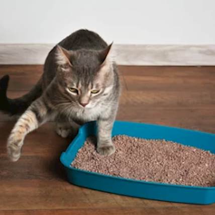 The Best Litter for Cats | PetCareRx