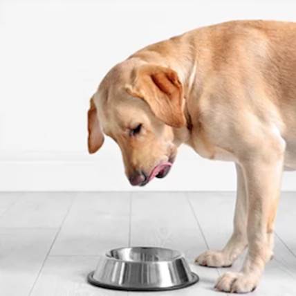 Royal Canin Selected Protein PR