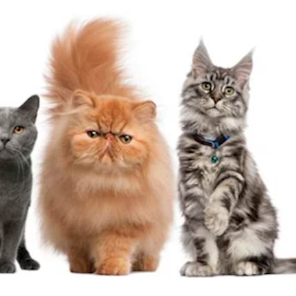 How Long Do Cat's Live?