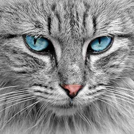 Can Your Cat Get Dandruff?