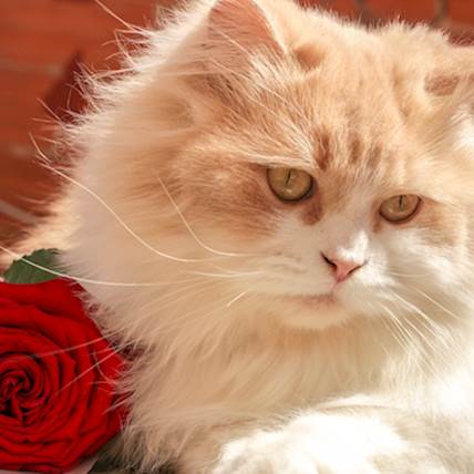 Types of Anemia in Cats and How to Prevent/Treat Them