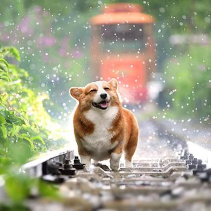 10 Tips for Managing Your Dog’s Routine During Rainy Season